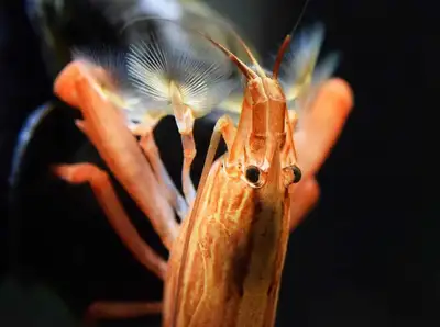 Bamboo shrimp , View more