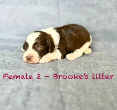 Aussiedoodle/Labradoodle puppies, View more