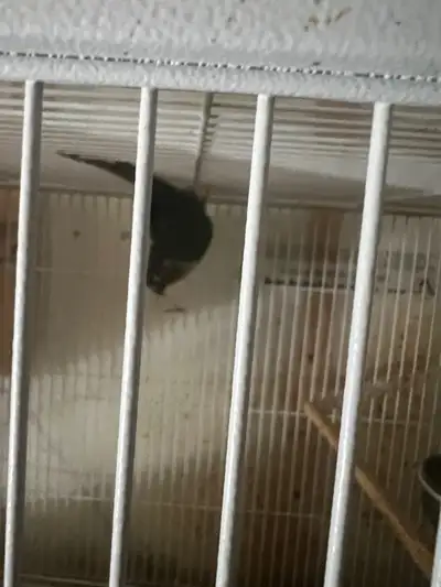 Conure breeding pair, View more
