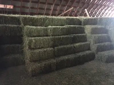 Horse &Cow Hay & Alfalfa Square Bales: READ AD PLS, View more