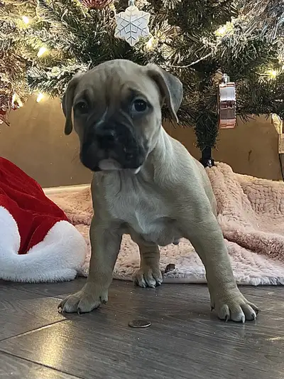 Adorable Puppies ready for Christmas !, View more