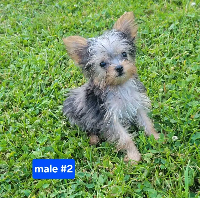 Unique Yorkie puppys in Dogs & Puppies for Rehoming in Stratford - Image 7
