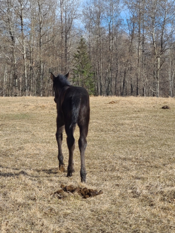 2024 CANADIAN QUARTERHORSE CROSS FILLY in Horses & Ponies for Rehoming in Edmonton - Image 4