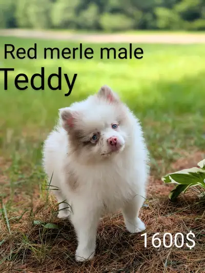Pomeranian puppy, exotic red merle color w/blue eyes, View more