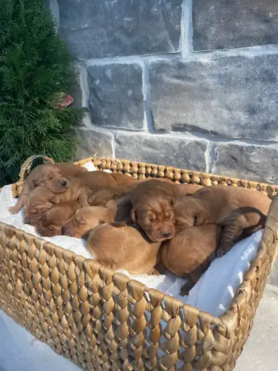 Purebred Dark Golden Retriber Puppies, View more