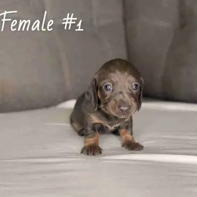 Blue and Tan miniature Dachshund, View more