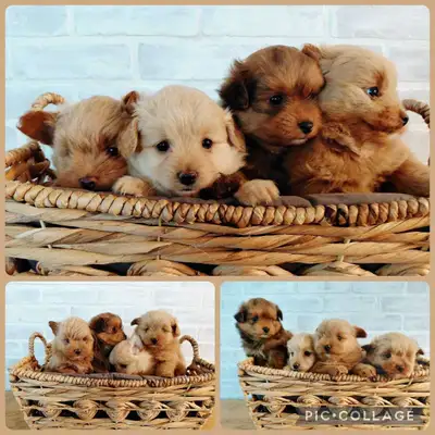 Pomapoo Puppies for Sale !1left!, View more