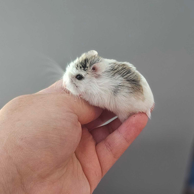 [Iros Rattery] Male Baby Roborovski Hamsters (2 left!) in Small Animals for Rehoming in Burnaby/New Westminster - Image 2