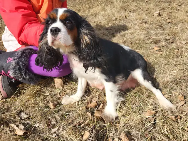 Guardian Family- CKC registered Cavalier King Charles Spaniel in Dogs & Puppies for Rehoming in Calgary - Image 5
