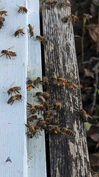 Elliott's Ridge Apiary Honey Bee Swarm Removal 