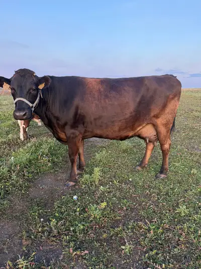 brown Swiss cross, View more