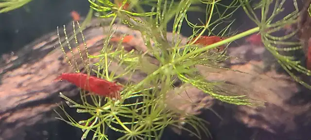 Red Cherry shrimp  in Fish for Rehoming in Guelph - Image 3