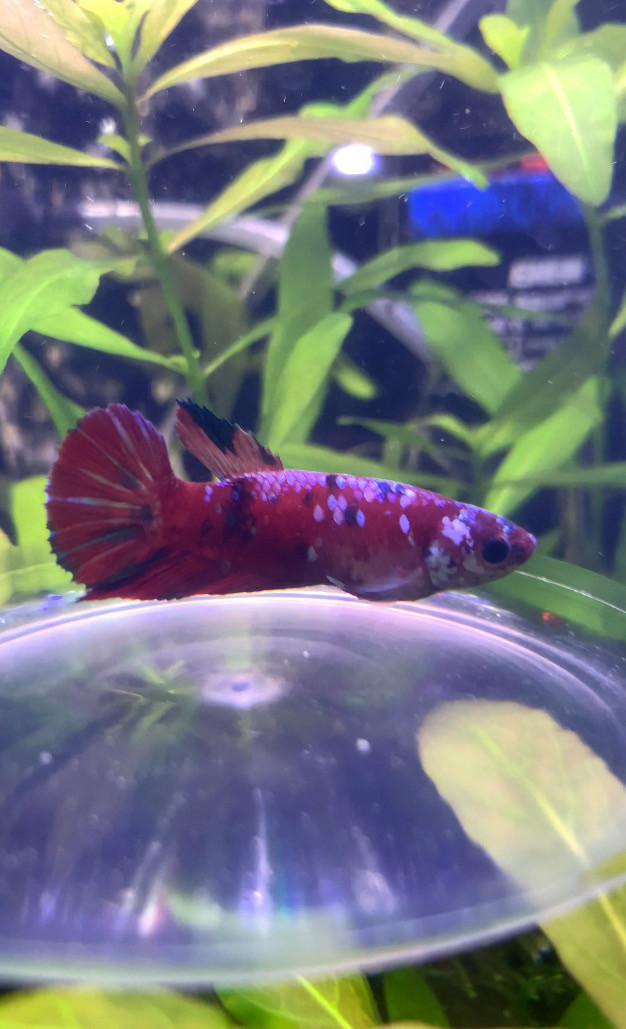 Koi• Betta • Now $20. in Fish for Rehoming in Leamington - Image 2