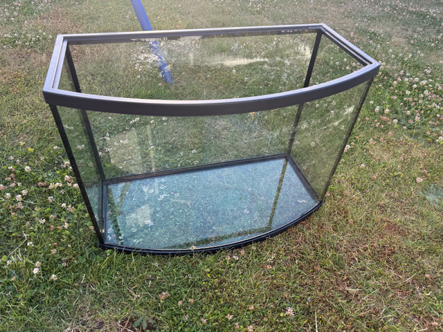 fish tan  for sale in Fish for Rehoming in Abbotsford