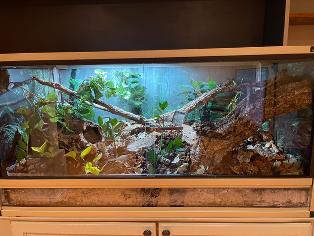 PVC Reptile Enclosure w/ Ball Python Included in Reptiles & Amphibians for Rehoming in Mississauga / Peel Region