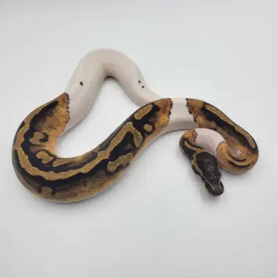 pied %66 het hypo, View more