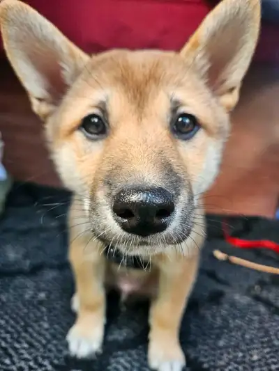Very smart puppy Shiba Inu, View more