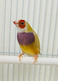 Lady Gouldian Finches Female for sale.