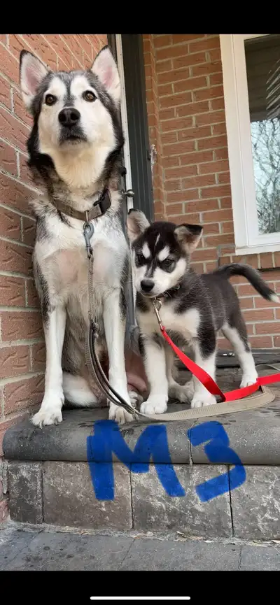 Alaskan malamutes, View more