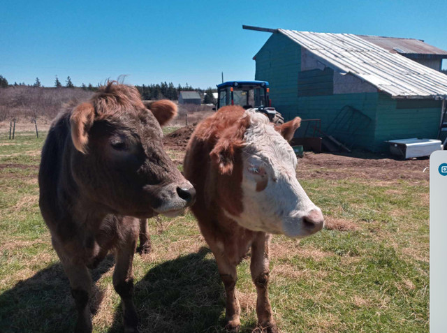 Cow and Heifer in Livestock in Annapolis Valley