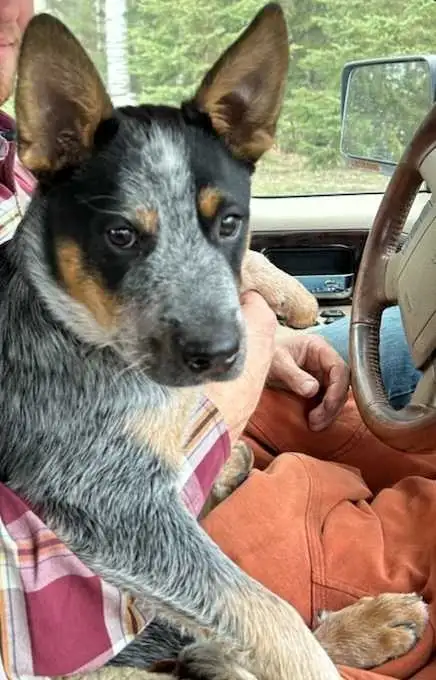 Amazing Purebred Australian cattle dog in Dogs & Puppies for Rehoming in Edmonton - Image 7