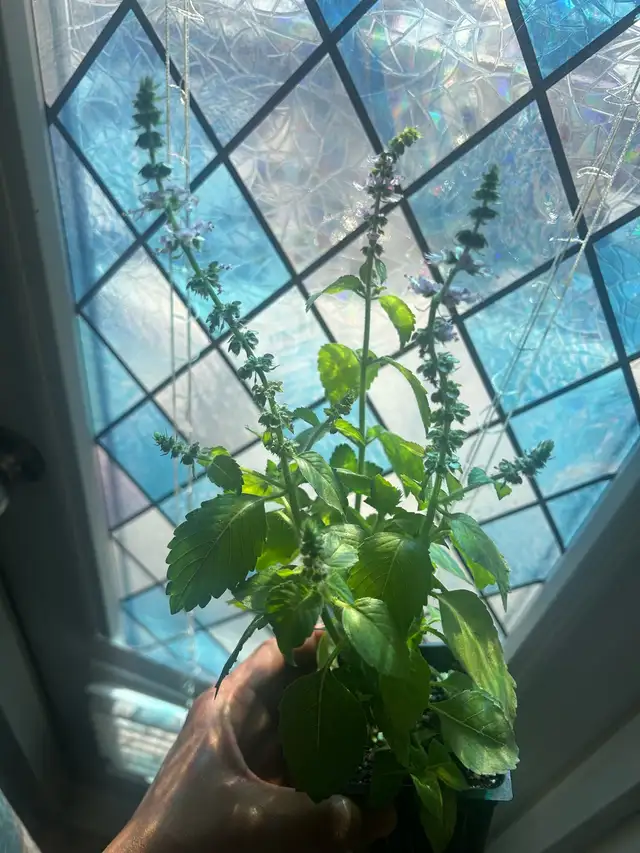 Holy Basil (Good Fortune Plant) in Plants, Fertilizer & Soil in City of Toronto - Image 7