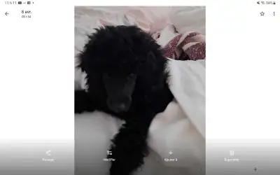 Chien Caniche noir femelle, View more