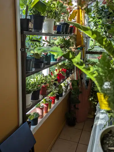 plante d interieur rare et pas chere, View more