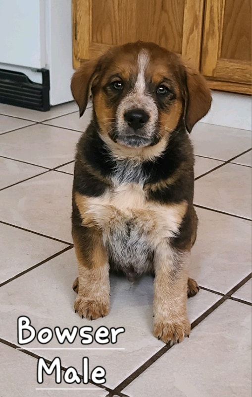 Burnese mountain dog X Australian Shepherd ONLY 1 LEFT! Dogs & Puppies for Rehoming Red Deer