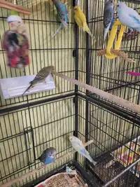 Our Baby budgies 