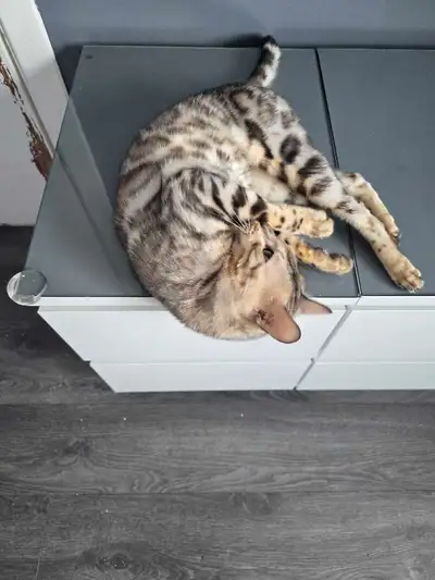 bengals adultes , View more