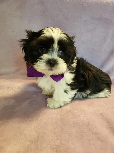 ❤️ TOP QUALITY TINY TOY MALSHI PUPPIES ❤️ ONLY 1 LEFT, View more