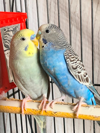 Two Parakeets