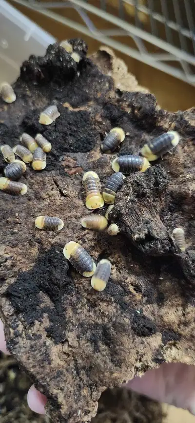 Rubber Ducky Isopods, View more