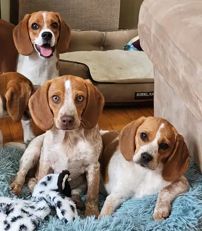 3 amazing caramel or toffee Purebred POCKET BEAGLE PUPPIES, View more