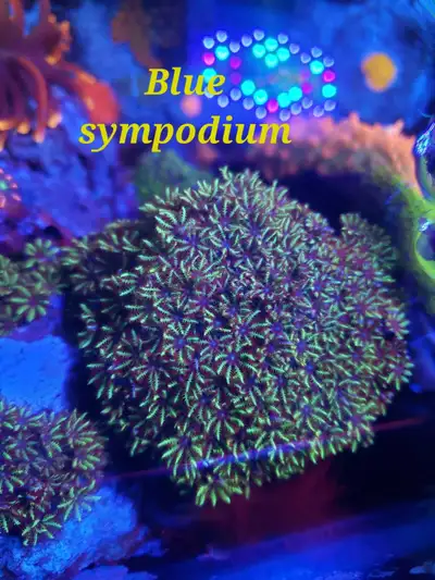 Blue sympodium liverock - saltwater coral frag , View more