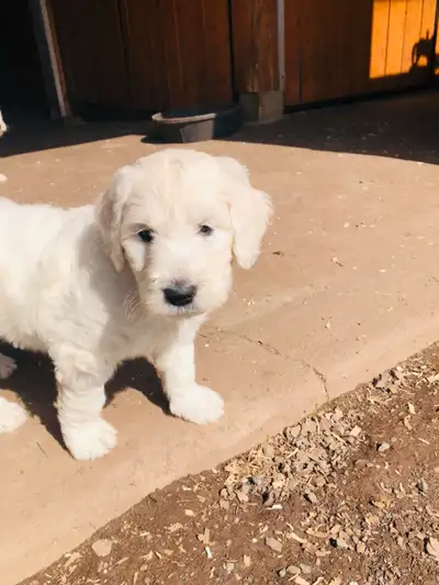 Goldendoodle F1 né le 1 mars mâle et femelle disponible blanc crème .Vaccin vermifuge carnet de sant...