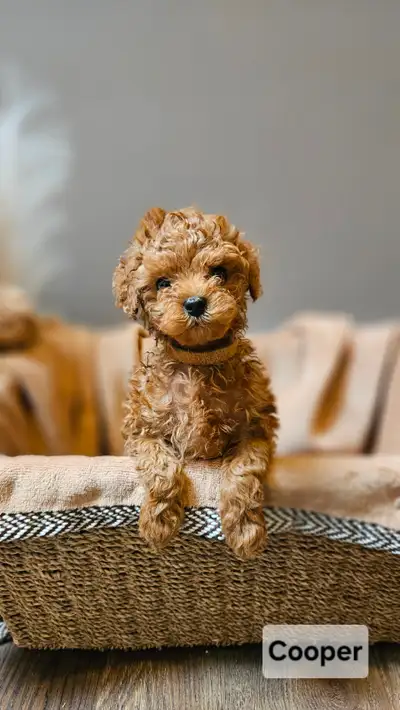 Meet our adorable Red Toy Poodle puppies, born February 11, 2026, ready to bring love and joy into y...