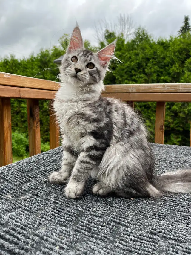 mainecoon in Cats & Kittens for Rehoming in City of Montréal - Image 10