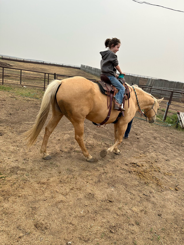 palomino QH mare in Horses & Ponies for Rehoming in Calgary - Image 2