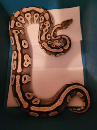 Male and female ball pythons