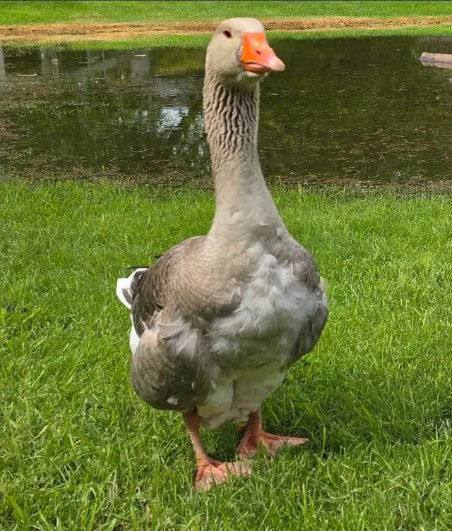 2 Toulouse geese in Other Pets for Rehoming in Calgary - Image 3