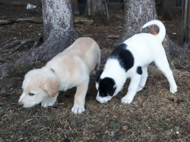 BORDER COLLIE/ LAB in Dogs & Puppies for Rehoming in Muskoka - Image 2