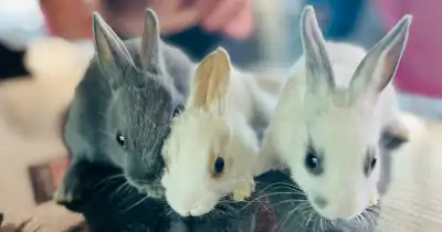 dwarf bunnies, View more