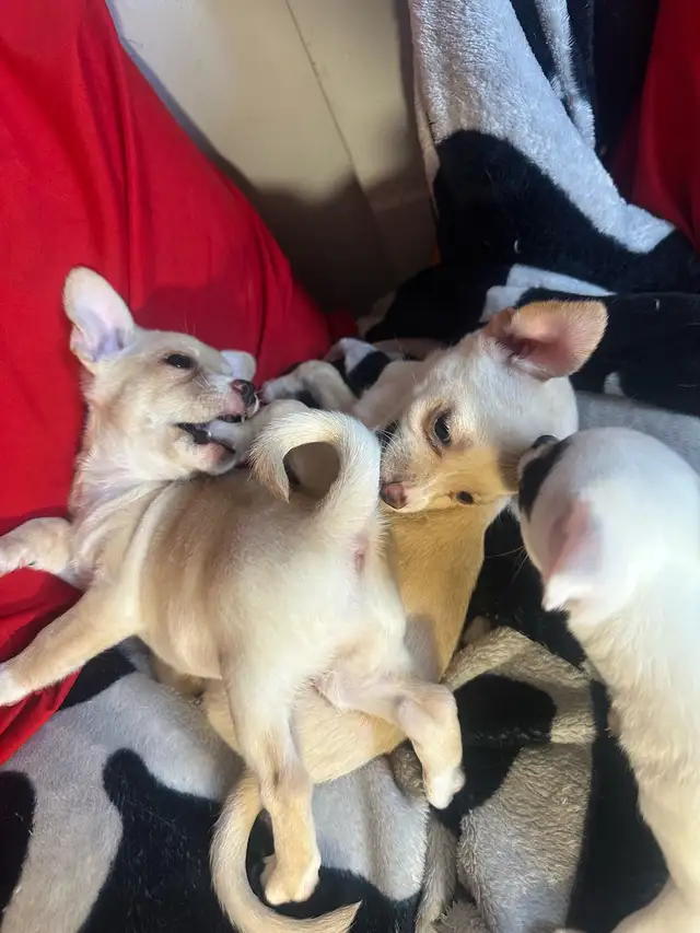 2 tan female purebred Chihuahua puppies in Dogs & Puppies for Rehoming in Hamilton - Image 2