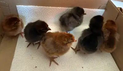 Easter Egger chicks. 2-3 days old Straight Run. All hatched from blue or green eggs. Located near Su...