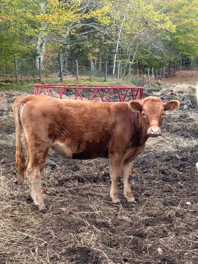 Replacement Heifer, View more
