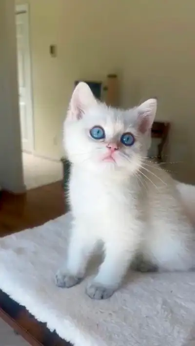 Golden Colorpoint British shorthair male Sweet Family Companion, View more