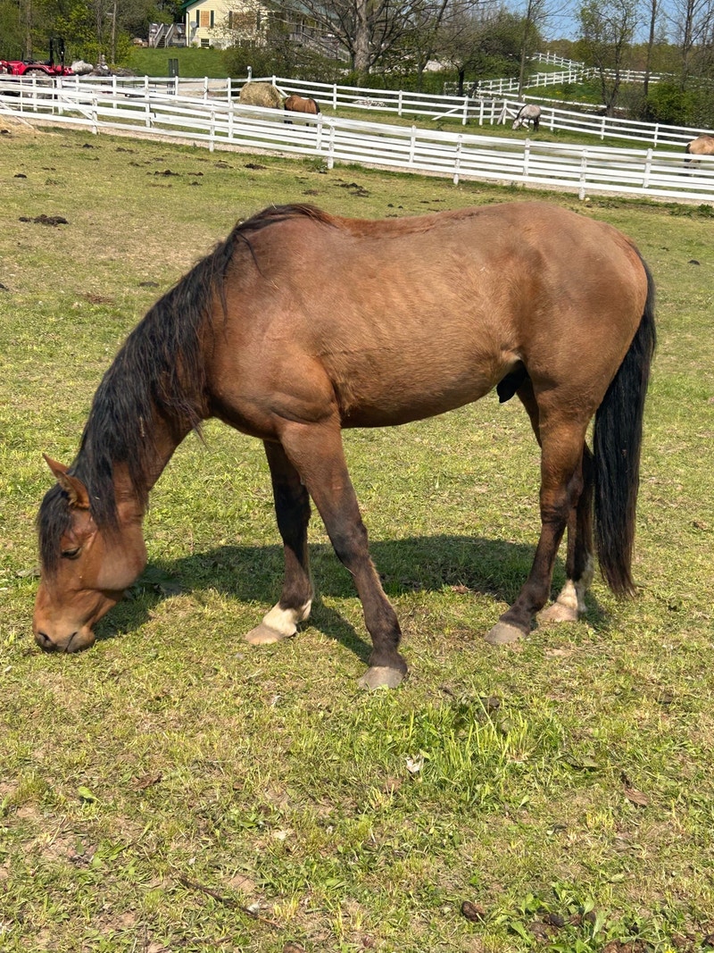 3 year old quarter horse buttermilk dun Horses & Ponies for Rehoming
