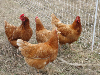 7 Laying Hens